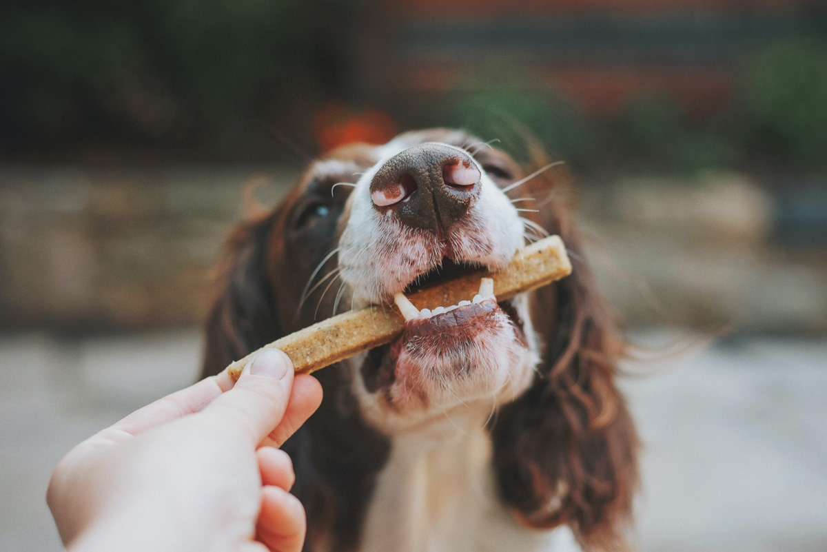 Лакомства для собак - unsplash